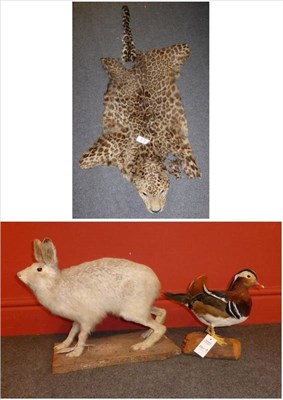 Lot 2211 - Mountain Hare (Lepus timidus), mid 20th century, full mount, winter coat,, 40cm high; Mandarin Duck