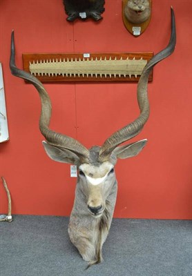Lot 2215 - Greater Kudu (Tragelaphus strepsiceros), head mount, right horn 104cm (straight measured), left...