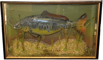 Lot 1157 - A Cased Mirror Carp, preserved and mounted in a naturalistic setting by Peter Stone, in a...