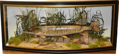 Lot 1158 - A Cased Pike, preserved and mounted in a naturalistic setting amidst reeds and grasses by Keith...