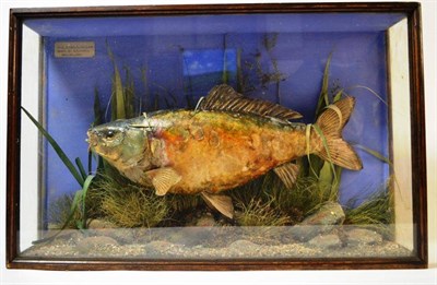 Lot 1161 - A Cased Spicer Carp, preserved and mounted in a naturalistic setting, with painted backdrop,...