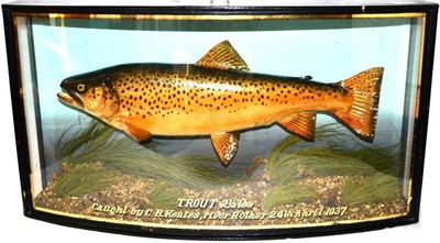 Lot 1186 - A Cooper Trout, preserved and mounted in a naturalistic setting, with painted backdrop, Cooper...