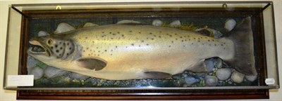 Lot 1190 - A Salmon Cast, mounted amidst rocks and pebbles, in a glazed case, length 97cm