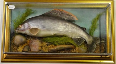 Lot 1191 - A Grayling Cast, mounted in a glazed case, length 59cm