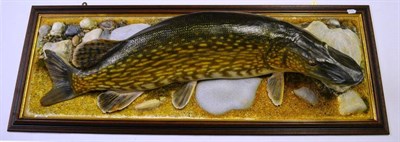 Lot 1192 - A Pike Cast, mounted on a wooden board with rocks and pebbles, length 49.5cm