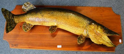 Lot 1196 - Pike, mounted on wooden board by the North American Taxidermists, Winnipeg, Canada, the pike...