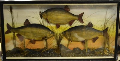 Lot 1202 - A Cased Display of Three Chub by H.H. Bryant, Wellingborough, in a glazed case, length 94cm,...