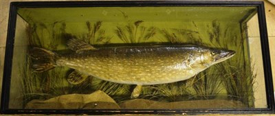 Lot 1203 - A Pike, preserved and mounted in a naturalistic setting, in a glazed case, length 125cm,...