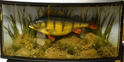 Lot 1204 - A Perch, preserved and mounted in a naturalistic setting, in a bow fronted case, length 64cm