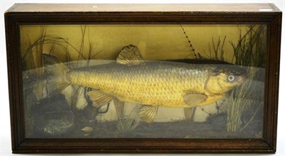 Lot 1205 - A Bream, preserved and mounted in a naturalistic setting, in a glazed case, length 67cm