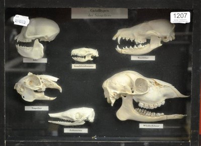 Lot 1207 - A Group of Six Half-Cut Animal Skulls, circa 1930, showing various carnivore and insect eating...