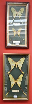 Lot 1208 - Moths: Actias maenas, Malaysia, male and female, in a glazed picture frame case, 47cm by 25cm,...