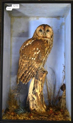 Lot 1210 - Brown Owl (Strix aluco), circa 1930, full mount, perched on a cut vertical small tree stump amongst