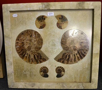 Lot 1211 - Three Pairs of Split Ammonites, Madagascar, set in textured plaster, in a painted and perspex...