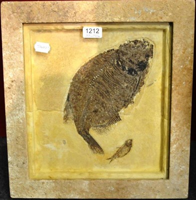 Lot 1212 - Phareodus and Knightia, US, fossils, the largest 27cm long; and Another Small Fossil Fish, in a...