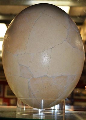 Lot 1215 - Elephant Bird (Aepyornis maximus), egg, 33cm high, 22cm diameter, made up from fragments, with...