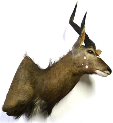 Lot 1216 - Sitatunga (Tragelaphus spekeii), circa 2000, shoulder mount, turning slightly to the right,...