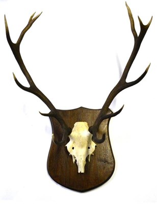 Lot 1217 - Red Deer (Cervus elaphus), antlers on cut frontlet, 12 points (6+6), right antler 64cm, left antler