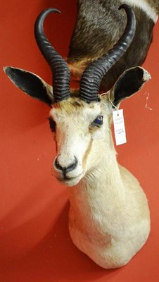 Lot 1224 - Springbok (Antidorcas marsupialis), shoulder mount, 52cm from the wall