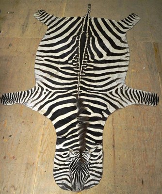 Lot 1225 - Plains Zebra (Equus quagga), skin rug, 260cm long, backed onto white cloth (a.f.)