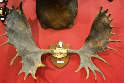 Lot 1229 - North American Moose (Alces alces gigas), circa 1910, antlers on cut frontlet, 28 points...