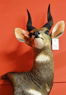 Lot 1234 - Sitatunga (Tragelaphus spekeii), circa 2004, off-set shoulder mount, turning to the right,...