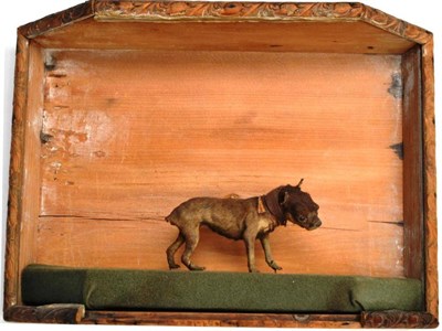 Lot 1235 - A Late 19th Century Taxidermy Model of a Tiny Dog, with glass eyes, looking quizzically...