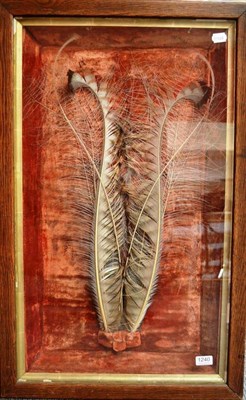 Lot 1240 - Superb Lyrebird (Menura novaehollandiae), circa 1900, pair of tail feathers, in a red velvet...