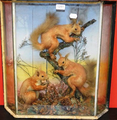 Lot 1241 - Red Squirrel (Sciurus vulgaris), circa 1870, three full mounts, naturalistically amongst...