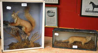 Lot 1242 - A Single Squirrel, circa 1880, in a later painted single glass case; An Ermine, circa 1890; and...