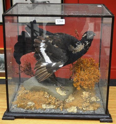 Lot 1244 - Blackgame (Tetrao tetrix), male, in courtship display on faux rocks by gorse, in five-glass...