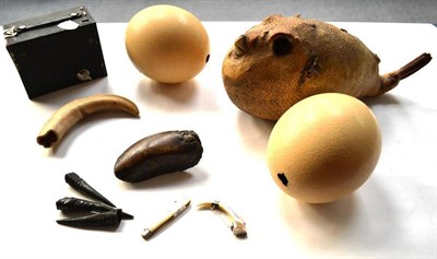 Lot 1247 - Miscellaneous Collection, circa 1910: dried Puffa Parrot fish, two Ostrich eggs, a Warthog...