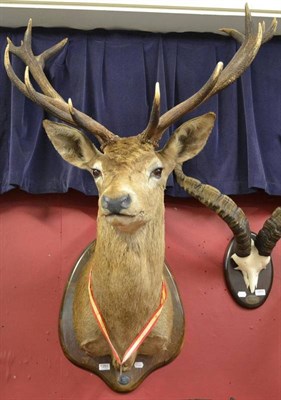 Lot 1251 - European Red Deer (Cervus elaphus), El Cabarejo, 20-9-89, shoulder mount, 15 points (8+7),...