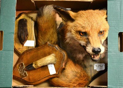 Lot 1252 - Fox (Vulpes vulpes), Barlow Hounds, Brackenfield, 8.1.83, mask, on wood shield with brush...