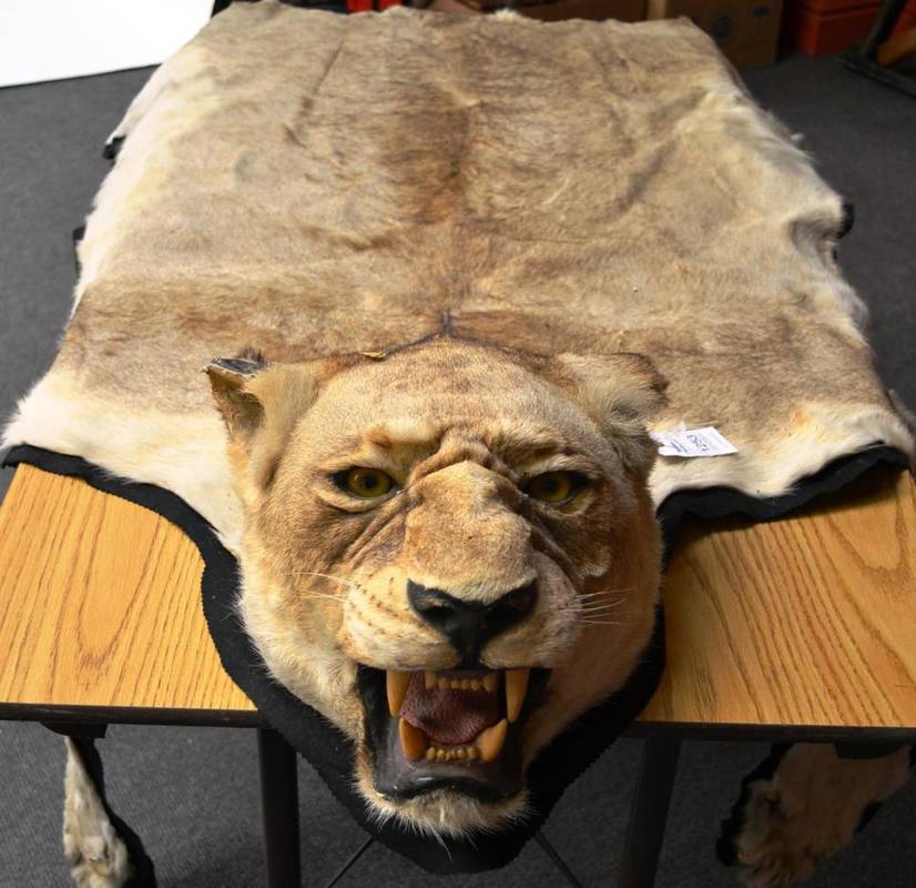 Lot 1253 - Lion (Panthera leo), circa 1965, rug with head mount, with original black felt edging, 247cm...