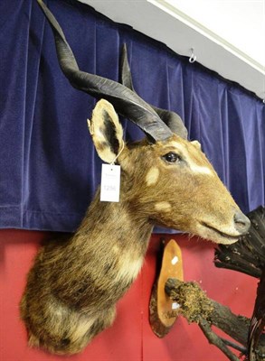 Lot 1256 - Island Sitatunga (Tragelaphus spekei sylvestris), Uganda, circa 1970, Rowland Ward, Nairobi, Kenya