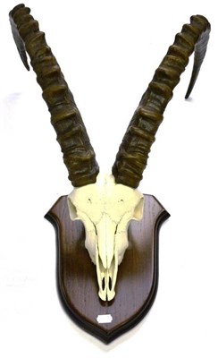 Lot 1257 - Himalayan Ibex (Capra sibirica hemalayanus), horns on upper skull, right horn 90cm, left horn...