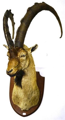 Lot 1258 - Sind Ibex (Capra aegagrus blythi), shoulder mount turning to dexter, right horn 113cm, left...