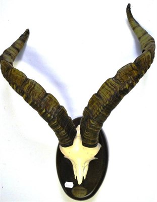 Lot 1260 - Spanish Ibex (Capra pyrenaica), Sierra de Gredos, 14-10-72, horns on polished frontlet, right...