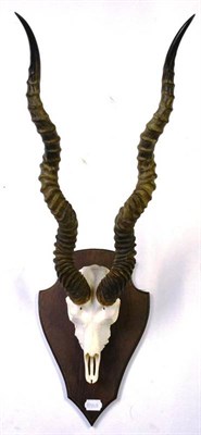 Lot 1262 - Blackbuck or Indian Antelope (Antelope cervicapra), 20th century, horns on upper skulls, on oak...