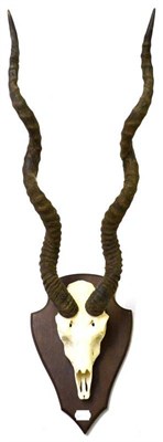 Lot 1263 - Blackbuck or Indian Antelope (Antelope cervicapra), circa 1920, horns on frontlet, on Gerrard...