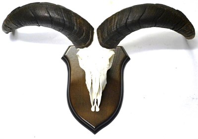 Lot 1264 - Tibetan Bharal or Blue Sheep (Pseudois niyaur niyaur), horns on upper skull, largest example...