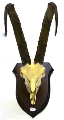 Lot 1265 - Sind Ibex (Capra aegargrus blythi), circa 1920, horns on upper skull, right horn 82cm, left...