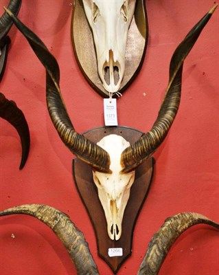 Lot 1266 - Forest Sitatunga (Tragelaphus spekei gratus), horns on upper skull, right horn 58.5cm (with the...