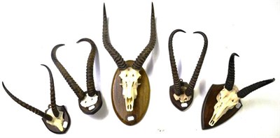 Lot 1267 - A Group of Five Assorted Horns, on frontlets and upper skulls, including Przewalski's Gazelle...