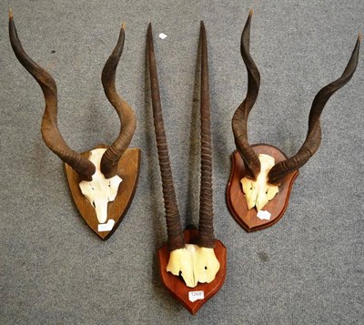 Lot 1268 - Lesser Kudu (Tragelaphus imberbis), circa 1930, horns on frontlet; and Gemsbok (Oryx gazelle),...