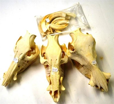 Lot 1270 - Warthog (Phacochoerus africanus), 2nd half 20th century, three full skulls with tusks, the...