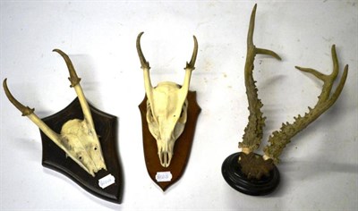 Lot 1272 - Indian Muntjac (Muntiacus muntjac) and Reeves Muntjac (Muntjac reevesi), 20th century, antlers...