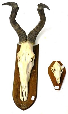 Lot 1273 - Jackson's Hartebeest (Alcelaphus buselaphus jacksoni), R.H.B. Uganda 1908-10, horns on upper skull