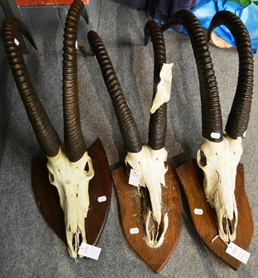 Lot 1274 - Sable Antelope (Hippotragus niger niger), all early 20th century, horns on upper skull, on original